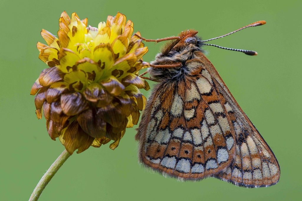 Euphydryas cynthia, Nymphalidae